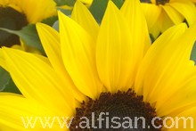 Empresa de jardinería en Mostoles